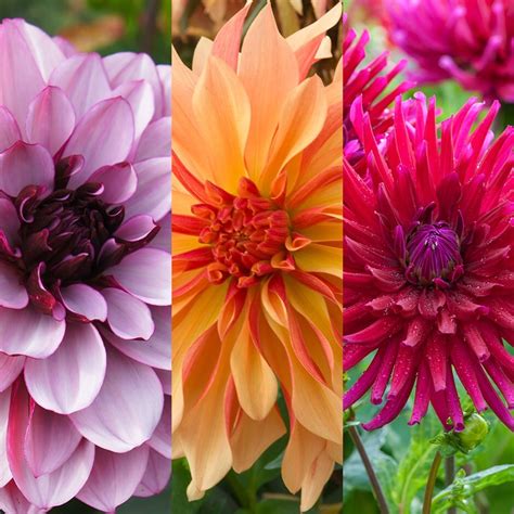 Buy Dahlia Collection Summer Nights Dahlia Collection Delivery By