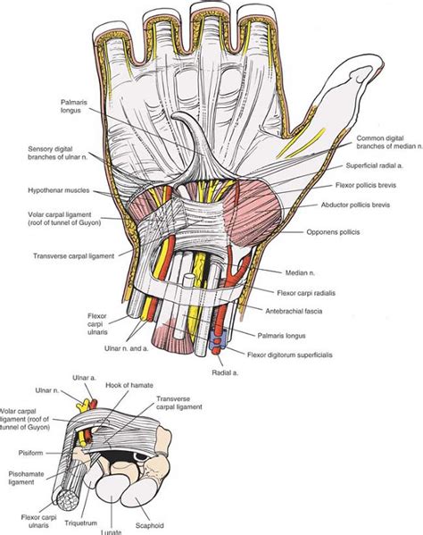 The Wrist And Hand Musculoskeletal Key