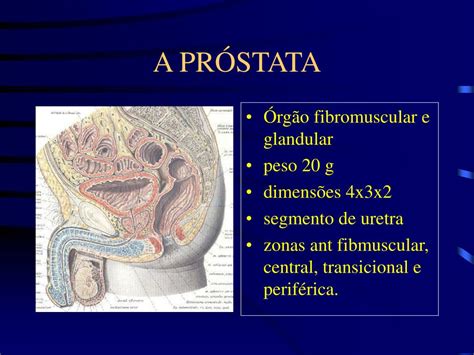 Onde Fica A Próstata - PPT - CÂNCER DA PRÓSTATA PowerPoint Presentation, free download - ID ...