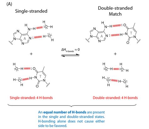 Hydrogen Bonding In Dna Base Pairs