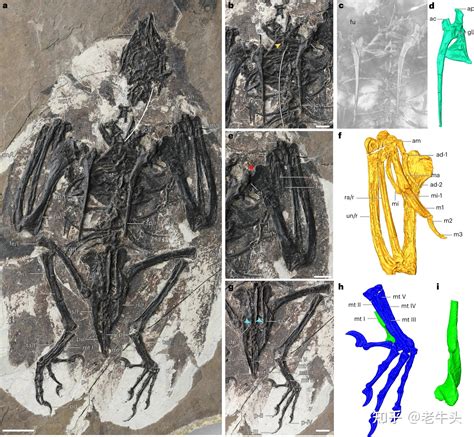 古生物新闻（2023年1月2日 1月15日） 知乎