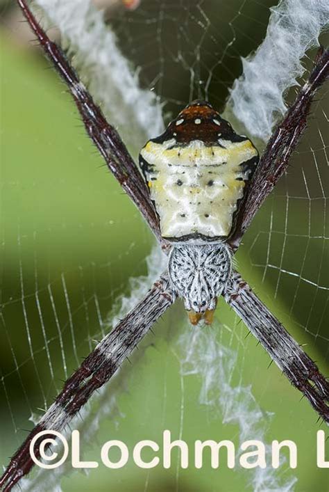 Araneidae Argiope Aetherea St Andrew S Cross Spider Lochman