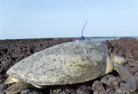 West Africa sea turtle migrations