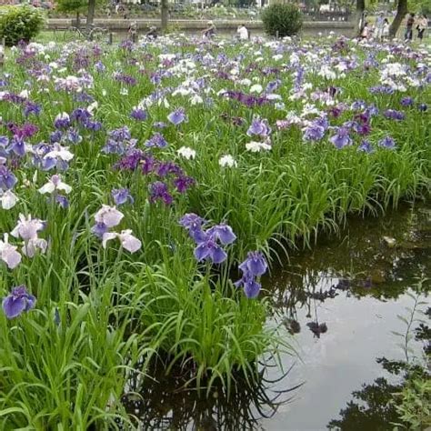 How To Plant And Grow Japanese Water Iris Iris Ensata Pond Informer