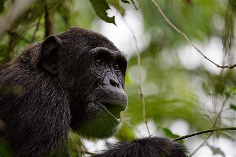 Chimpanzee Tracking In Kibale Forest Uganda Budget Chimpanzee Tour