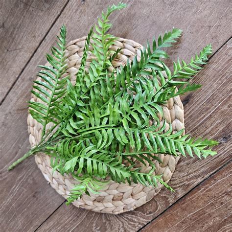 Jual Daun Pakis Boston Fern X5 Artificial Shopee Indonesia