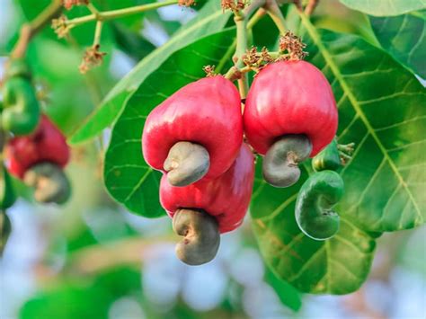 How To Grow A Cashew Tree Guide For The Best Fruits And Nuts