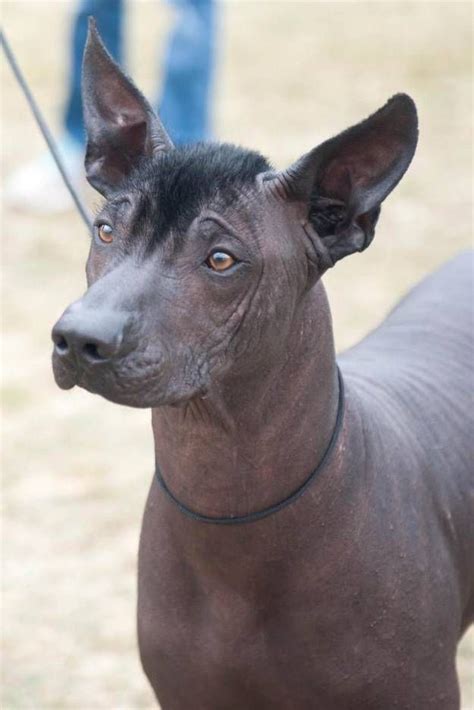 Xoloitzcuintli Mohawk