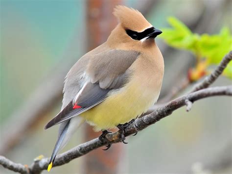 Cedar Waxwing Celebrate Urban Birds