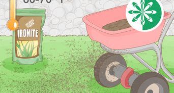 Ways To Plant Napier Grass Wikihow