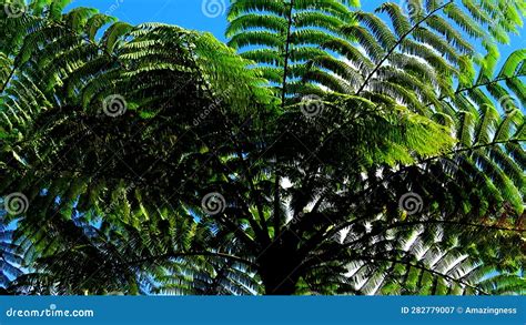 Tanna Island Volcano Mount Yasur Vanuatu Stock Image Image Of