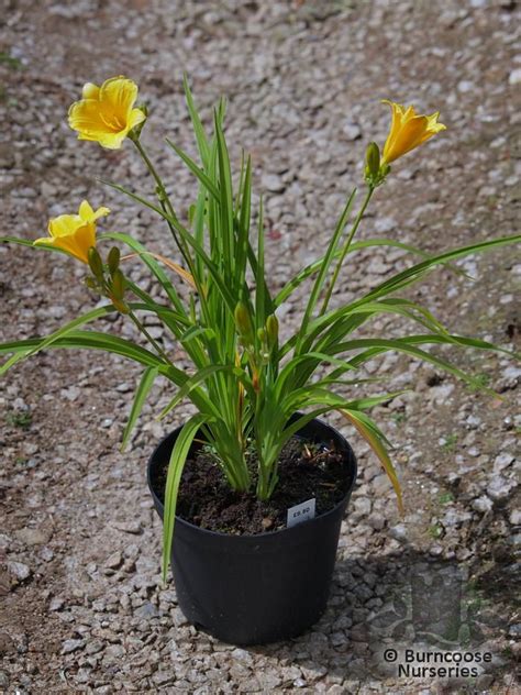 Hemerocallis 'Stella De Oro' from Burncoose Nurseries