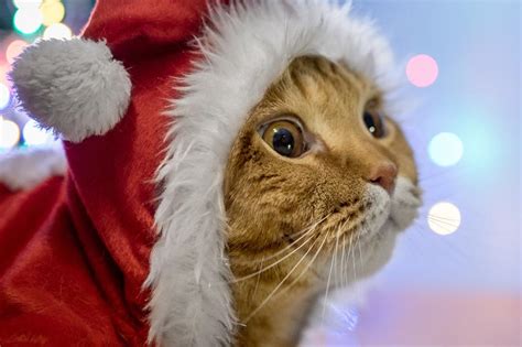 16 Adorable Christmas Cat Pictures - That Cuddly Cat