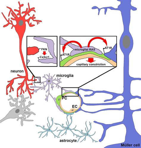 Schematic Representation Of Microglial Regulation Of Retinal Capillary