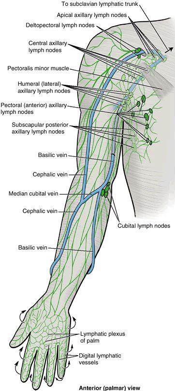 Lymph Nodes In Arms