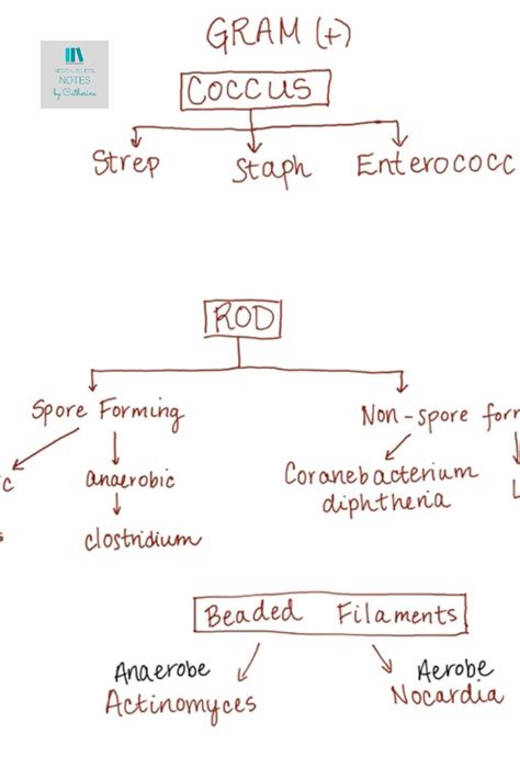 Gram Positive Bacteria Classification Chart Diagram