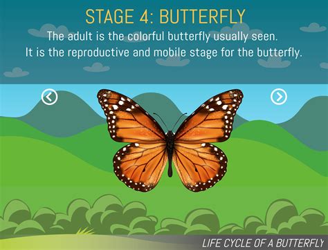 The Life Cycle \nof the Butterfly Animation :: Behance