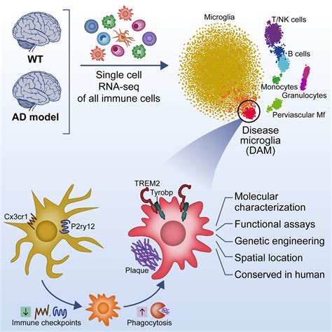 Single-Cell RNA-Seq Reveals how Specific Microglia Engulf Plaques | RNA ...