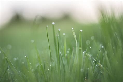 Free Images Nature Dew Field Lawn Meadow Sunlight Morning Leaf Flower Green Close Up