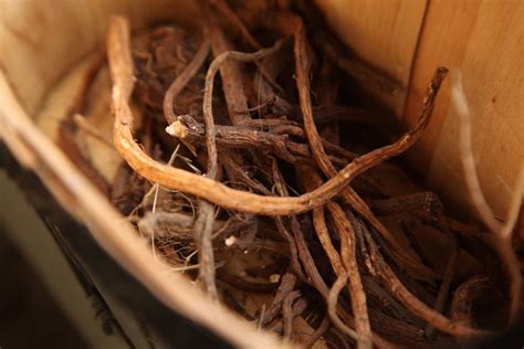 Herbal Roots 101 How To Prepare And Use Roots For Wellness