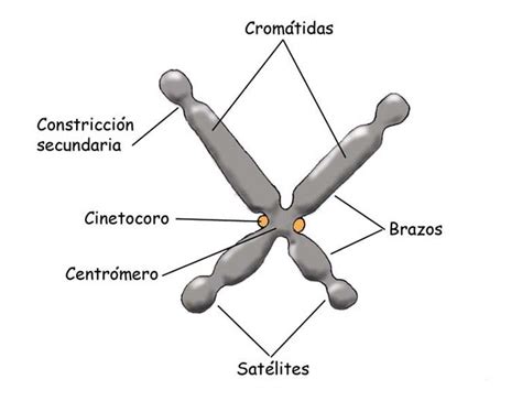 Los Cromosomas Escuelapedia Recursos Educativosescuelapedia Recursos Educativos