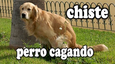 Chiste Del Perro Cagando Ezek Youtube