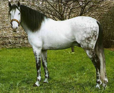 Triune the Dapple Grey | Dapple grey horses, Grey horse, Horses