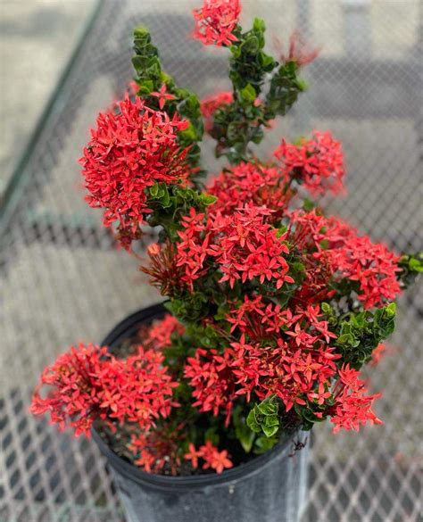 Red Ixora Siam Rope Plant Farm Online