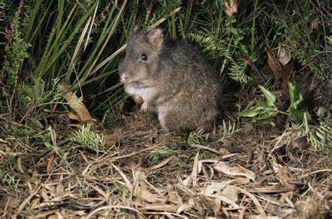 Long Nosed Potoroo Potorous Tridactylus Photograph