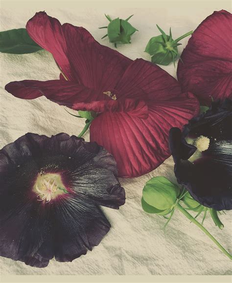 Field Notes – MarRi Design