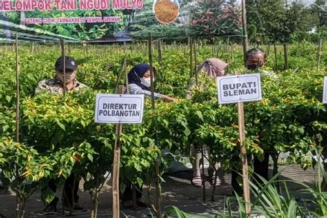 Pemkab Sleman Dan Kementan Panen Cabai Off Season Di Lahan Petani