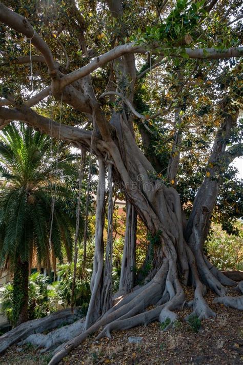 Disparo Vertical De Un árbol Gigante De Ficus Con Hojas Verdes