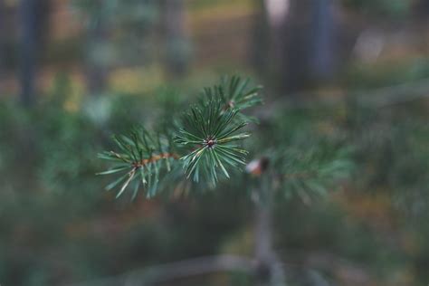 Jaw Pine Nature Free Photo On Pixabay Pixabay