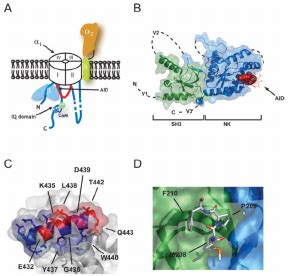 Voltage gated calcium channel Ca V β interactions Download