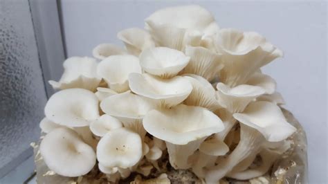 JMP Mushroom: 7 Amazing Health Benefits of Oyster Mushrooms