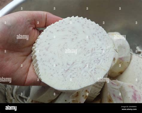 Hand Holding Fresh Cut Taro Roots, Dasheen, Japanese Potato, Cocoyam or Eddo Stock Photo - Alamy