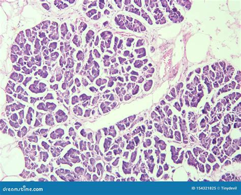 Histology Of Human Pancreas Tissue Stock Image Image Of Microscope