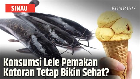 Video Terungkap Ini Dampak Konsumsi Ikan Lele Yang Diberi Pakan