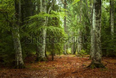 Fototapeta Jesienny Las Drzewa Natura Salon W Kategorii Krajobrazy Las