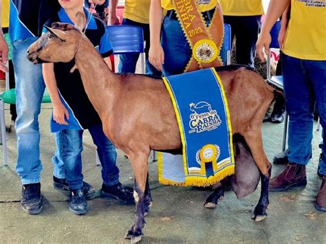 Criação de cabras leiteiras é destaque no Cariri da Paraíba