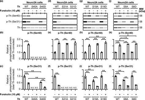 Tyrosine Hydroxylase Phosphorylation Is Under The Control Of Serine 40