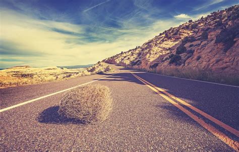 Everything You Ever Wanted To Know About Tumbleweeds