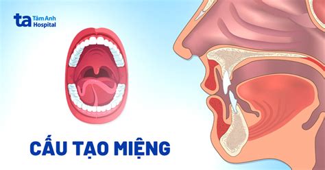mieng nguoi cau tao va chuc nang cua  quan tam anh