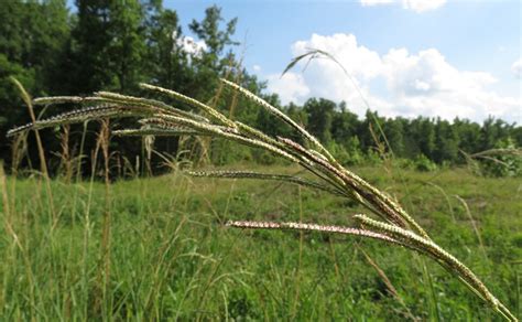 Paspalum Urvillei Alchetron The Free Social Encyclopedia