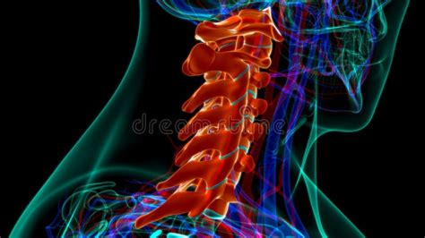 Human Skeleton Vertebral Column Cervical Vertebrae Anatomy D