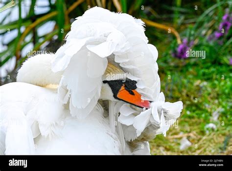 Adult Mute Swan Cygnus Olor Preening Its Feathers On Urban Pond