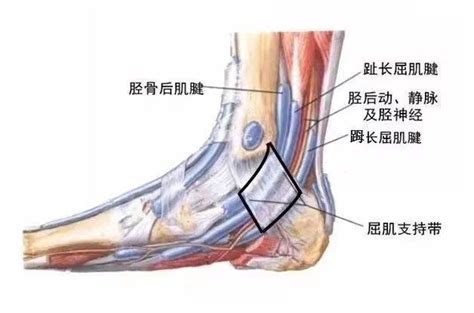 一文梳理踝管解剖和踝管综合征病因 会议中心