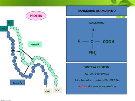 Protein Biokimia