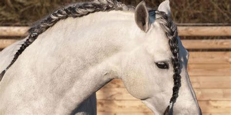 Lindas tranças para você fazer na crina do seu cavalo Cavalus