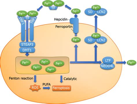 Iron Transport Dmt Divalent Metal Transporter Lcn Lipocalin